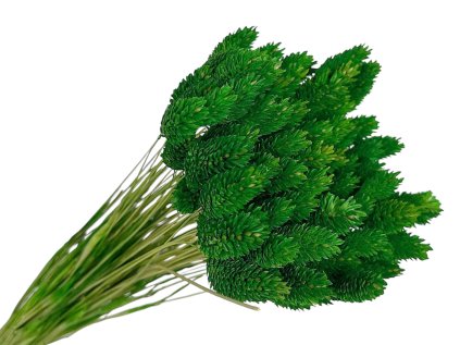 phalaris zelena chrastnica