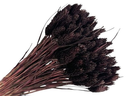 246 susena trava phalaris chrastica 80g ciernohneda