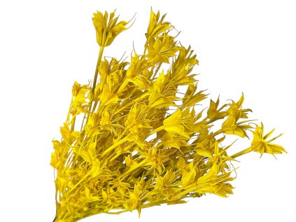 nigella yellow1