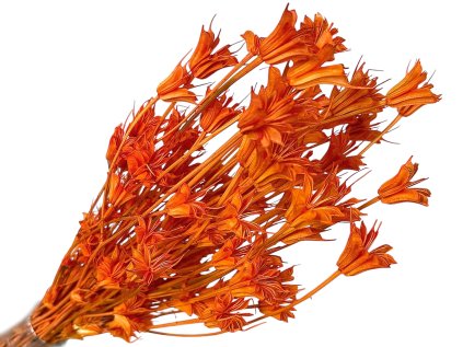 nigella cernuska oranzova1