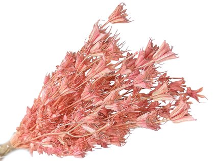 nigella cernuska ruzova1