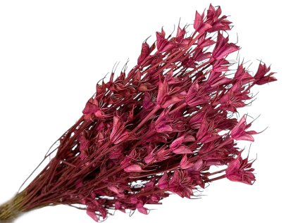 nigella cernuska cernicovu1