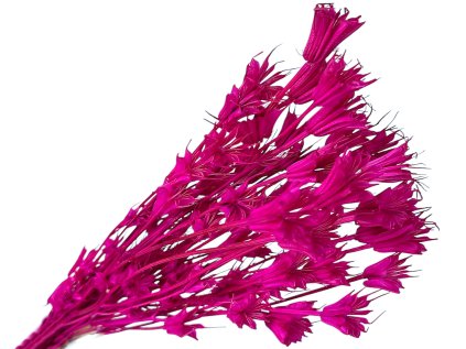 nigella cernuska cyklamen