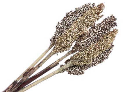 dried sorghum millet natural white