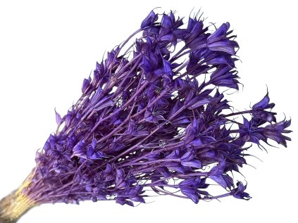 nigella orientalis cernuska fialova