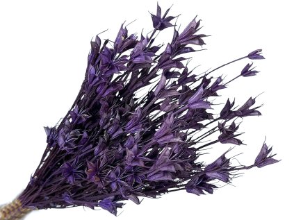 nigella cernuska tmavofialova