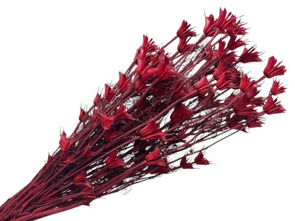 nigella dried red carmine red