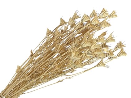 Nigella orientale black cumin bleached white cream