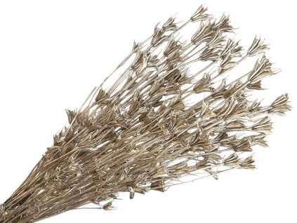 nigella orientale cernuska chapmpagne biele zlato