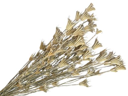 oriental nigella vintage white washed