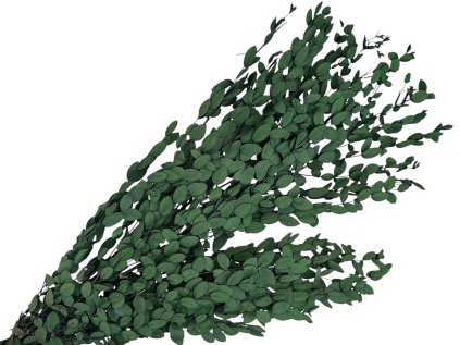 eukalyptus parvifolia preserved stabilizovany eucalyptus dark green tmavozelený