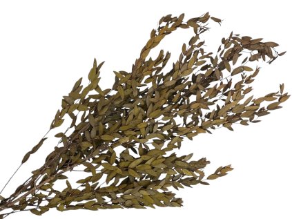 eucalyptus parvifolia preserved stabilized eucalyptus olive green brown-green olive