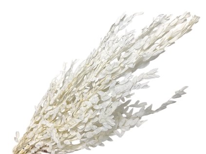 parvifolia white preserved eucalyptus bieleny eukalyptus1