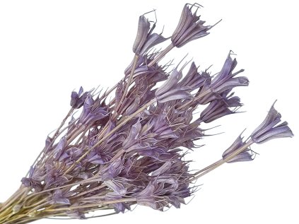 nigella nigella pale purple