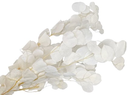 Eucalyptus Populus preserved bleached stabilized Eucalyptus Populus white