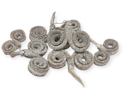 Sušené indické Palm rings baranie rohy 7 ks– vintage biele