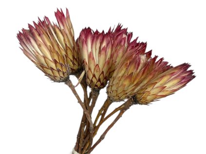 protea obtusifolia natur