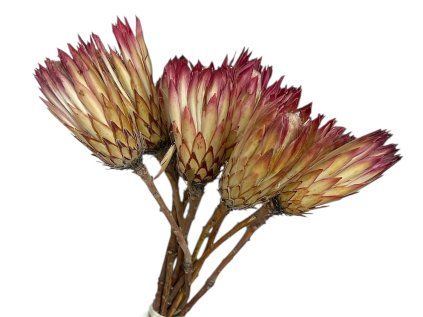 protea obtusifolia nature