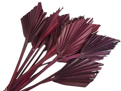palm leaf leaves small male palm leaves burgundy