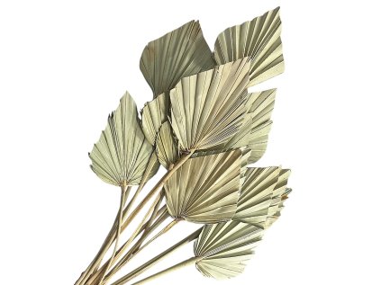 small natural palm leaves