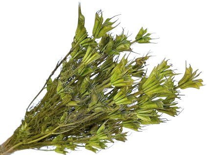 nigella cernuska svetlozelena1