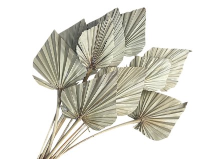 palm leaf leaves large palm leaves natural natural1