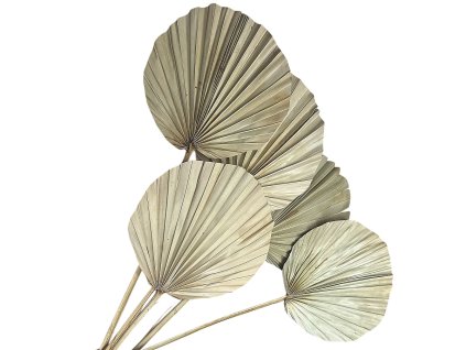 palm leaf leaves large fan round