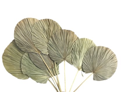 palm leaf thin round