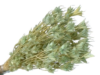 nigella nigella aqua