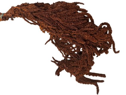 amaranthus hanged šarlát hnedý