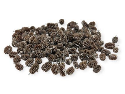 Dried Casuarina cones 220g bleached