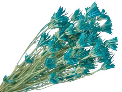 nigella nigella turquoise