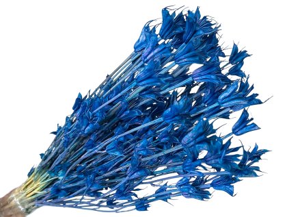 nigella cernuska modra