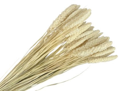 dried setaria white cloud dancers dried grass bleached1