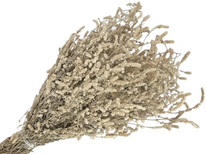 Dried flowers dried flowers Aerva Javanica desert cotton natural natural