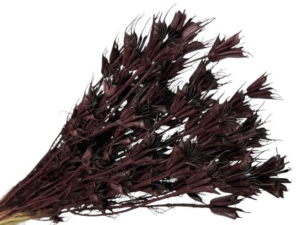 nigella cernuska tmavohnedá