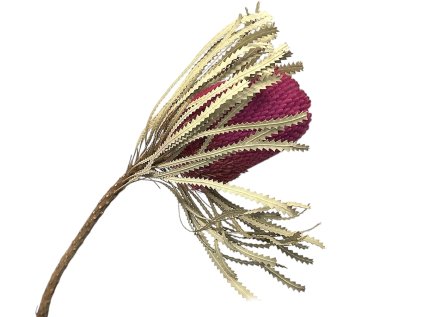 banksia hookerana susena purpurova3