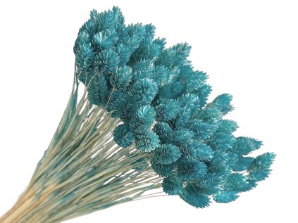 phalaris cyan