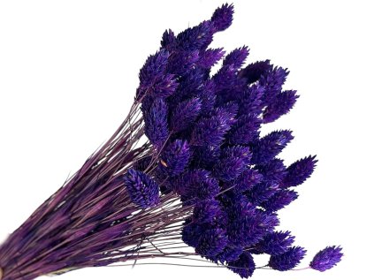 phalaris sytofialovy