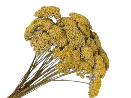 achilea rebricek natur