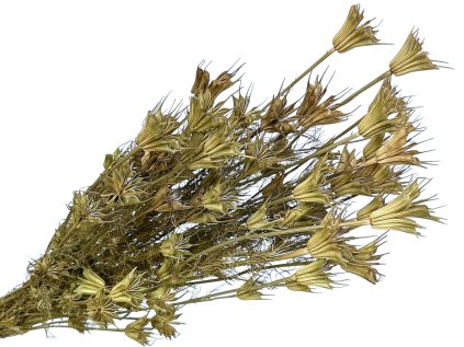 nigella cernuska prirodna natur