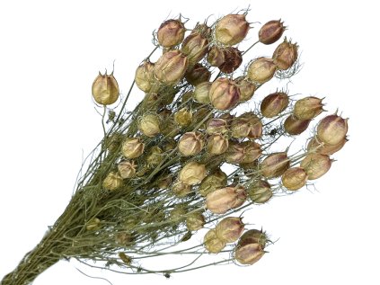 nigella damascena nature