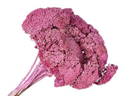 achillea rebricek ruzovy