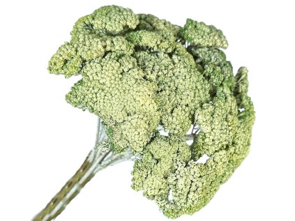 achilea rebricek lisajnik