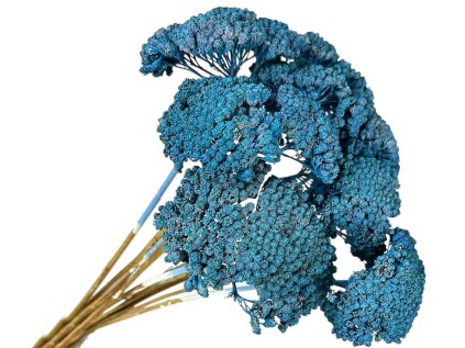 achilea rebricek modra