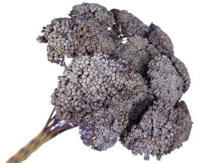 achilea rebricek fialova