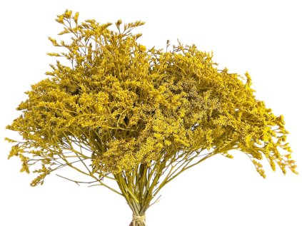 statice tatarica yellow