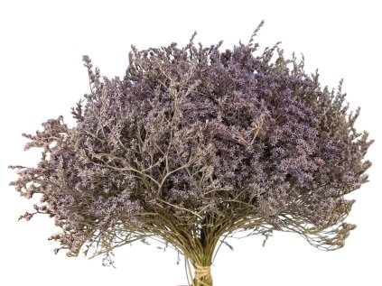 statice tatarica violet