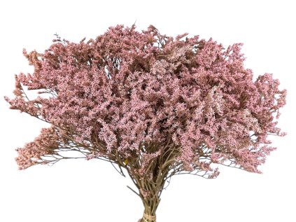 statice tatarica pink