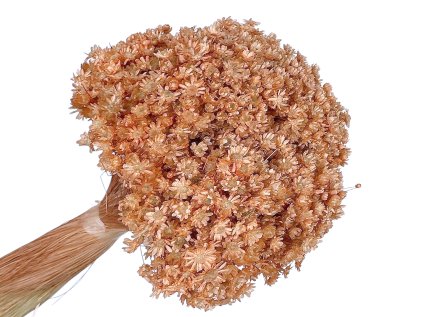 glixia marcela marhulova